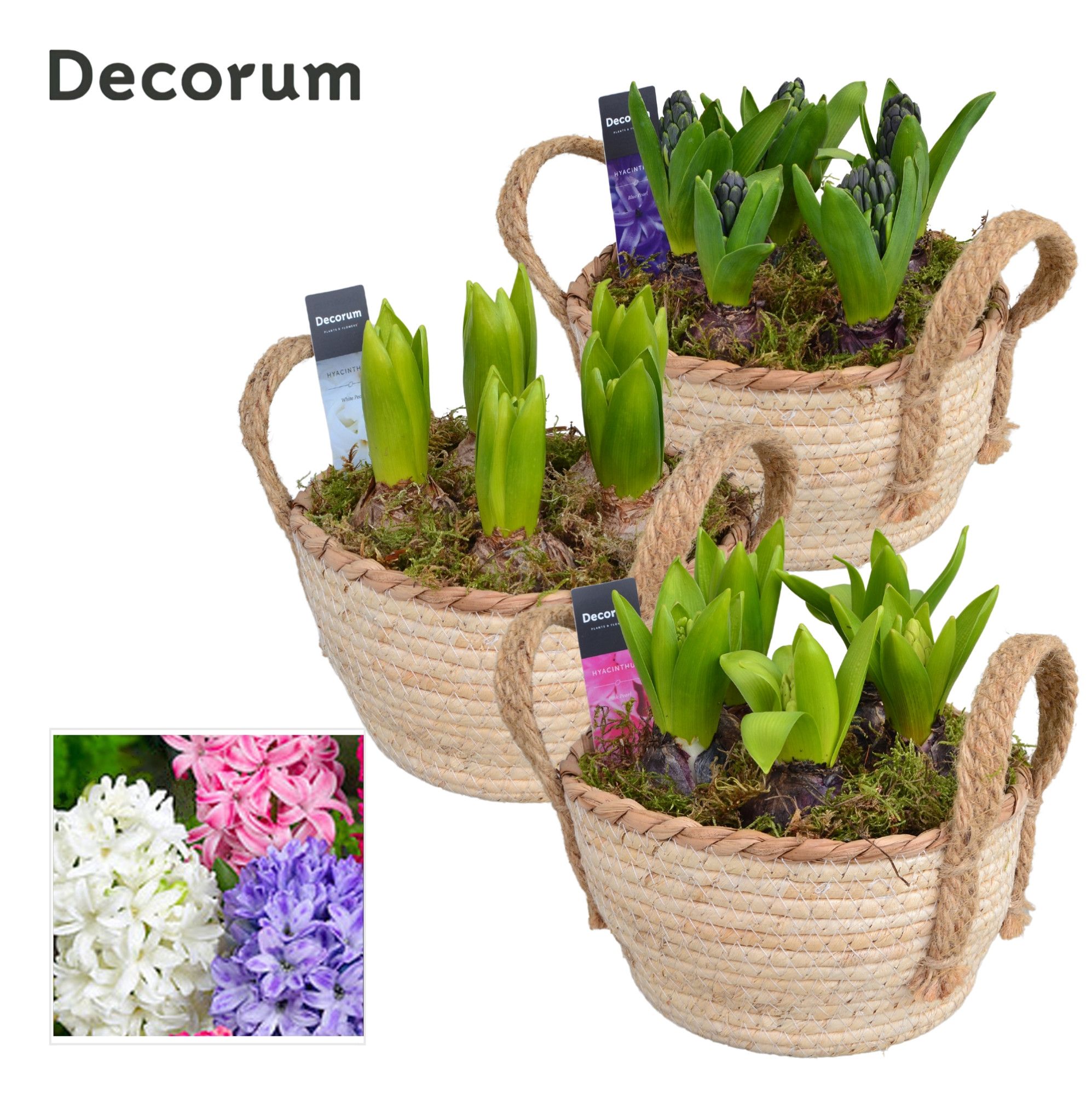 Hyacint Mand met Hengsels HL13783 [PURE], D 18