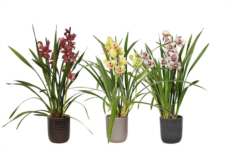 Vera p12 symmetric mix Cymbidium mix 2T10+, D 12
