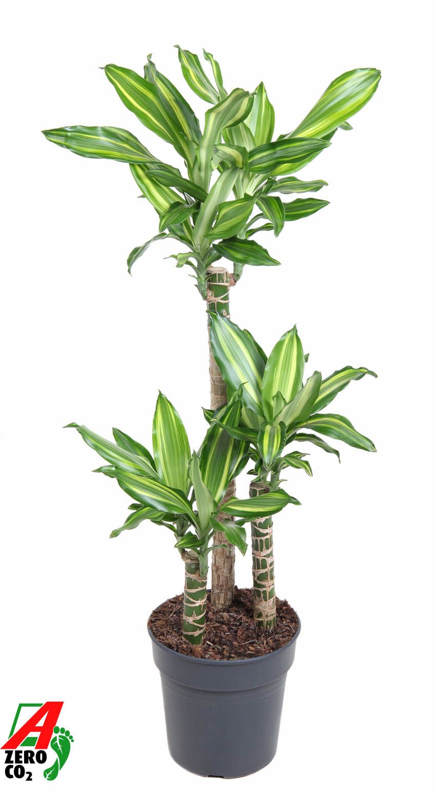 Dracaena Silver Dream 60-30-15, D 21
