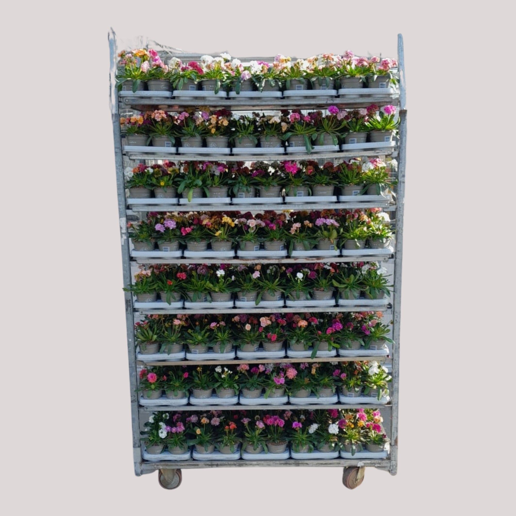 mixcc pot 12 lewisia, D 12