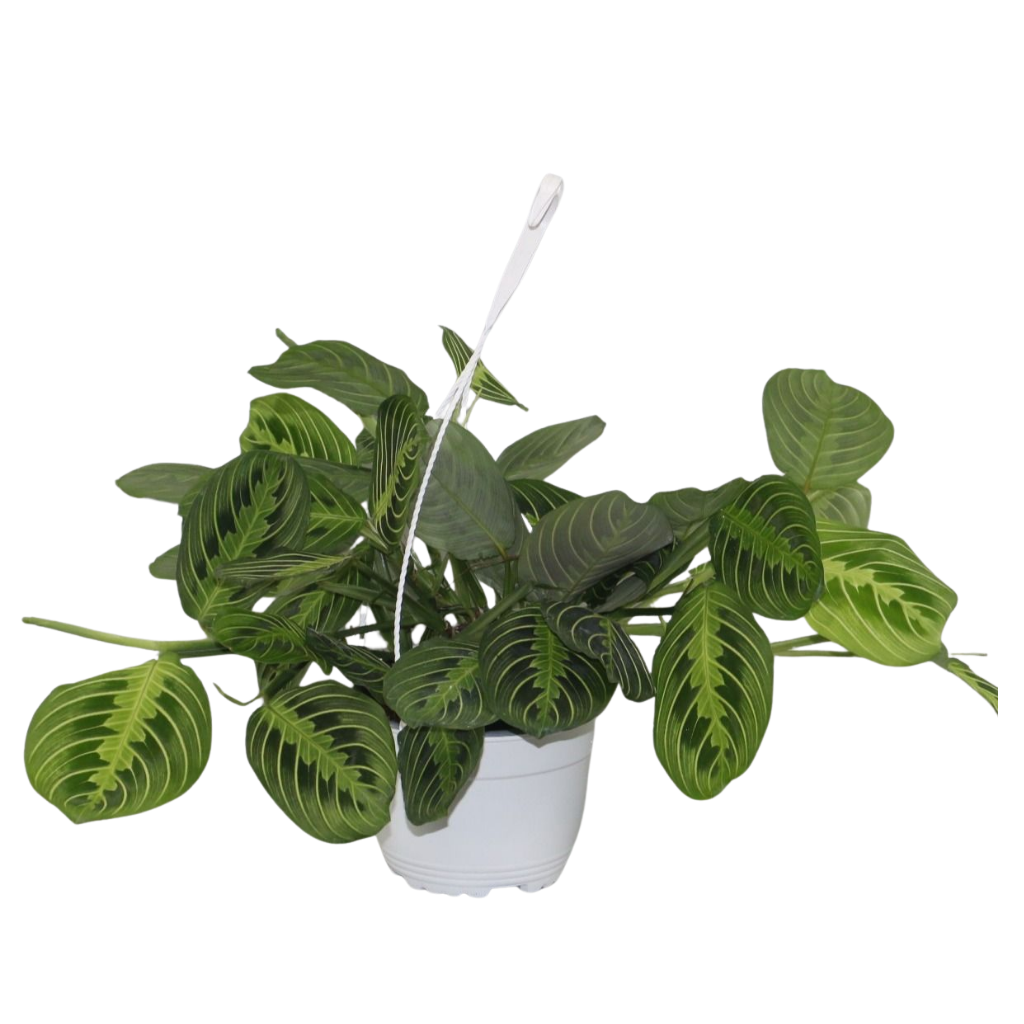 Maranta leuconeura 'Fascinator' Lemon Lime hangpot, D 15