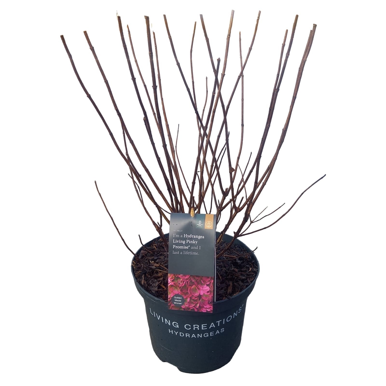 Hydrangea pan. 'Living Pinky Promise'®, D 23