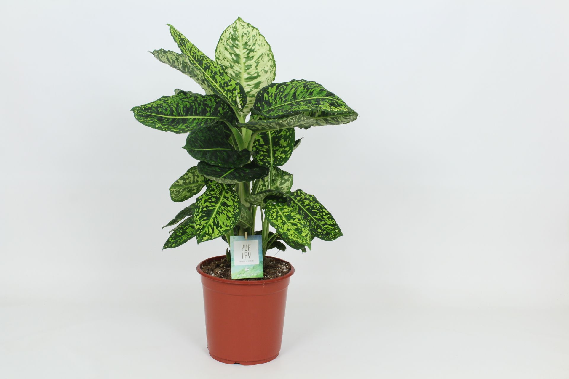 Purify Dieffenbachia Reflector 24 cm, D 24