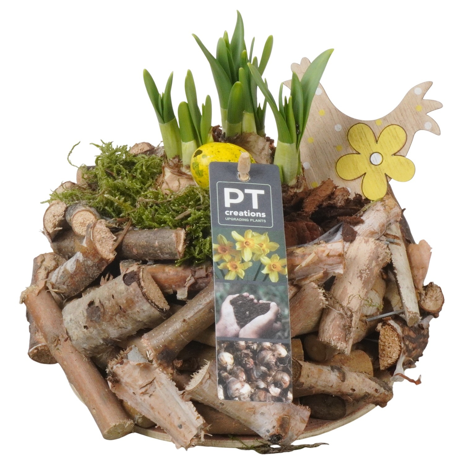 PTNP4481 Arrangement Narcissus Easter in houten pot, D 20