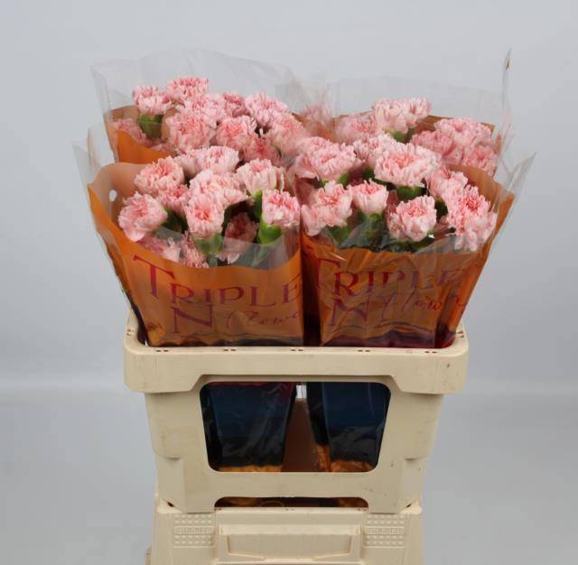 Диантус од. Джоди (роз.), шт.