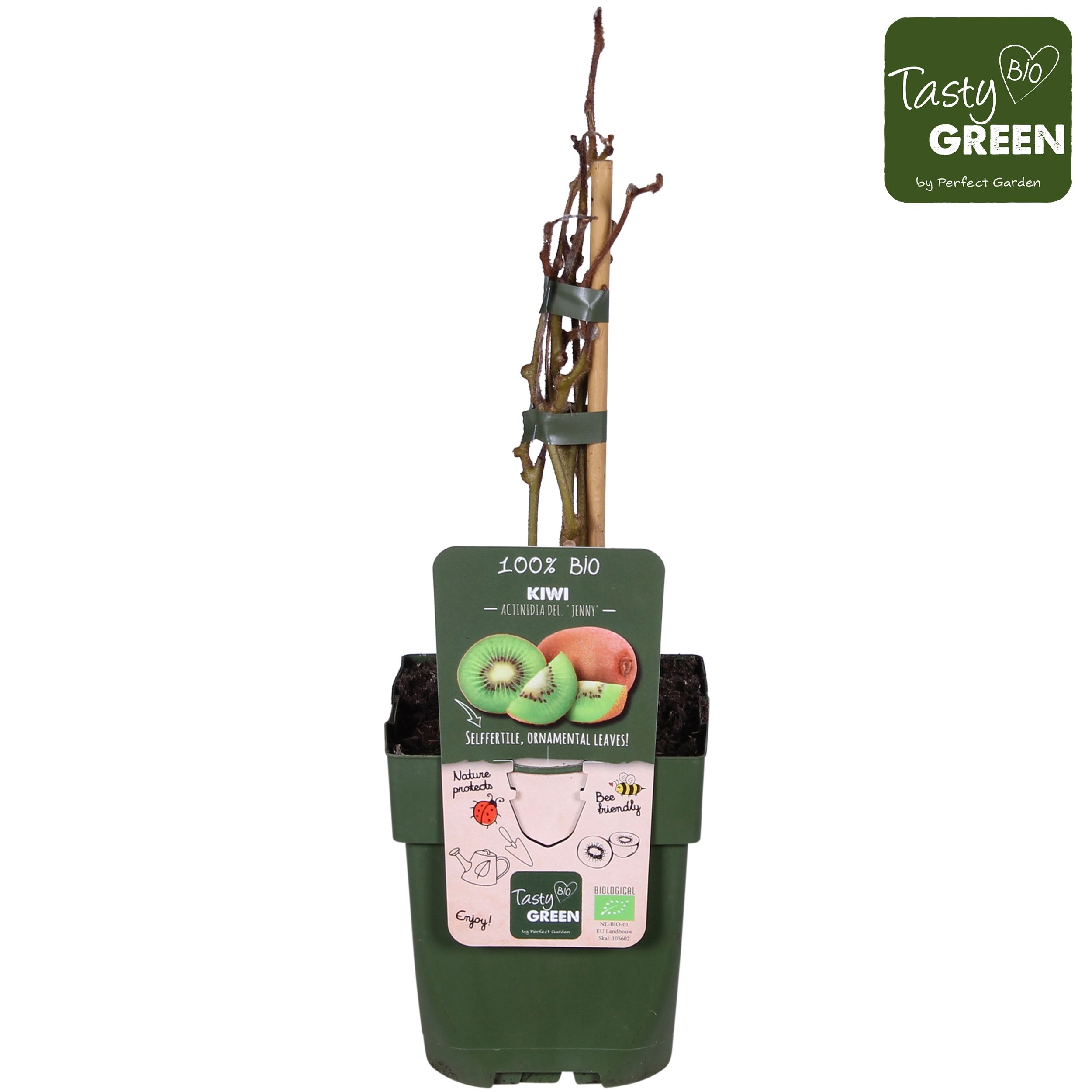 Actinidia deliciosa 'Jenny' Bio P13, D 13