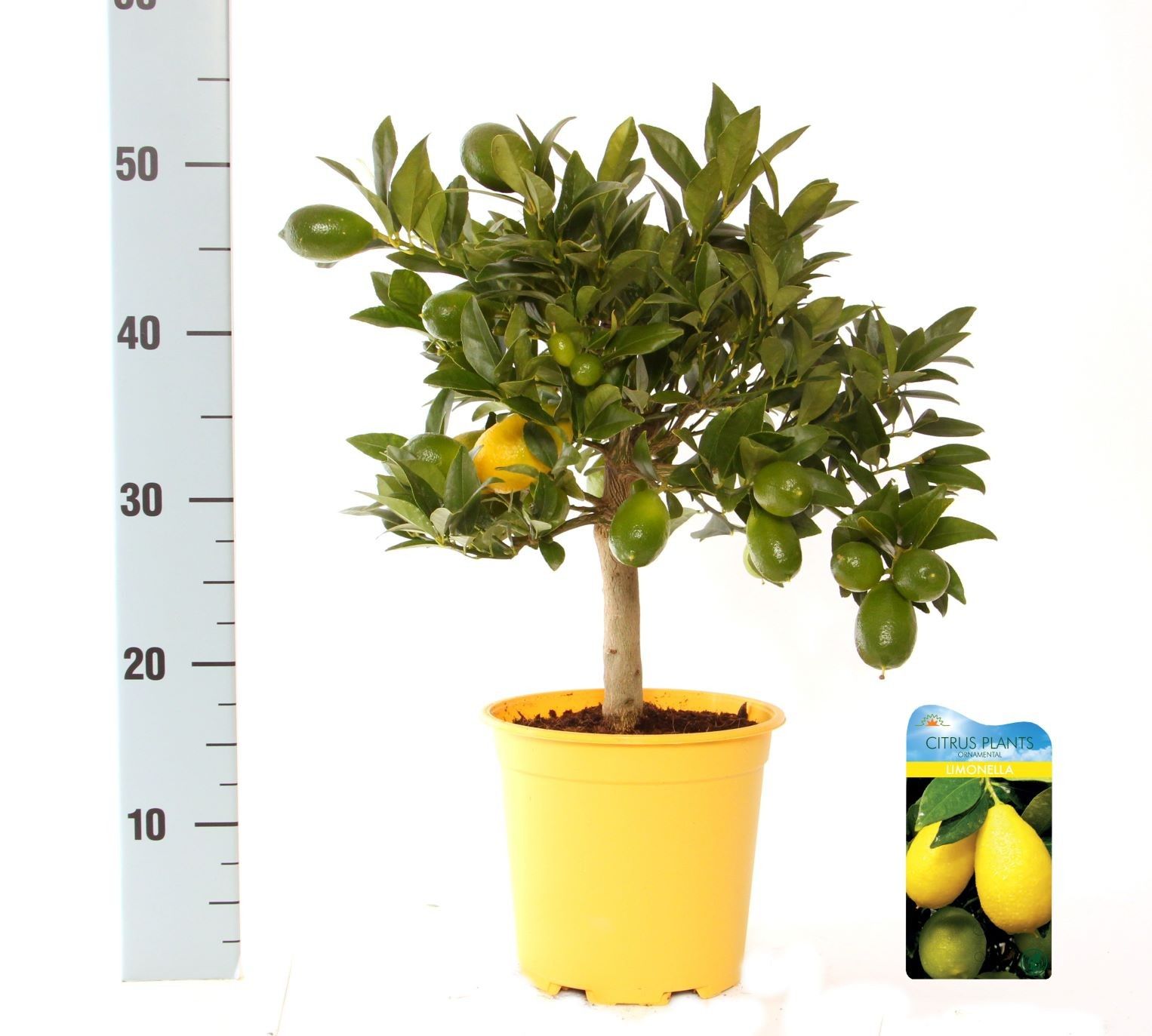 Citrus eustis Limonella on stem, D 15