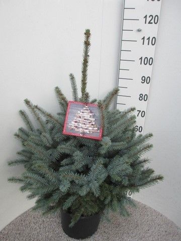 Picea pungens Super Blue 70-90 P32, D 32