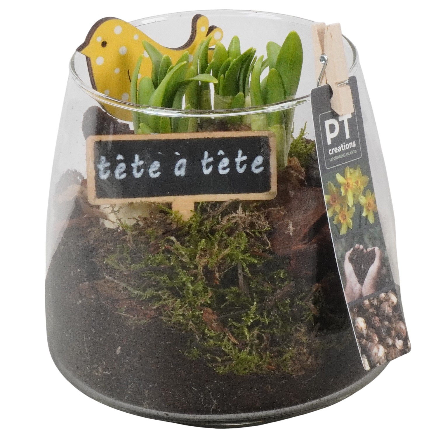 PTN8734 Arrangement Narcissus in glazen vaas, D 14