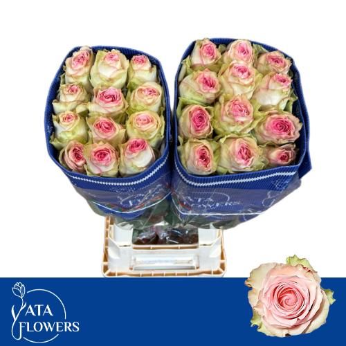 Роза од. Эсперанс 50, шт.