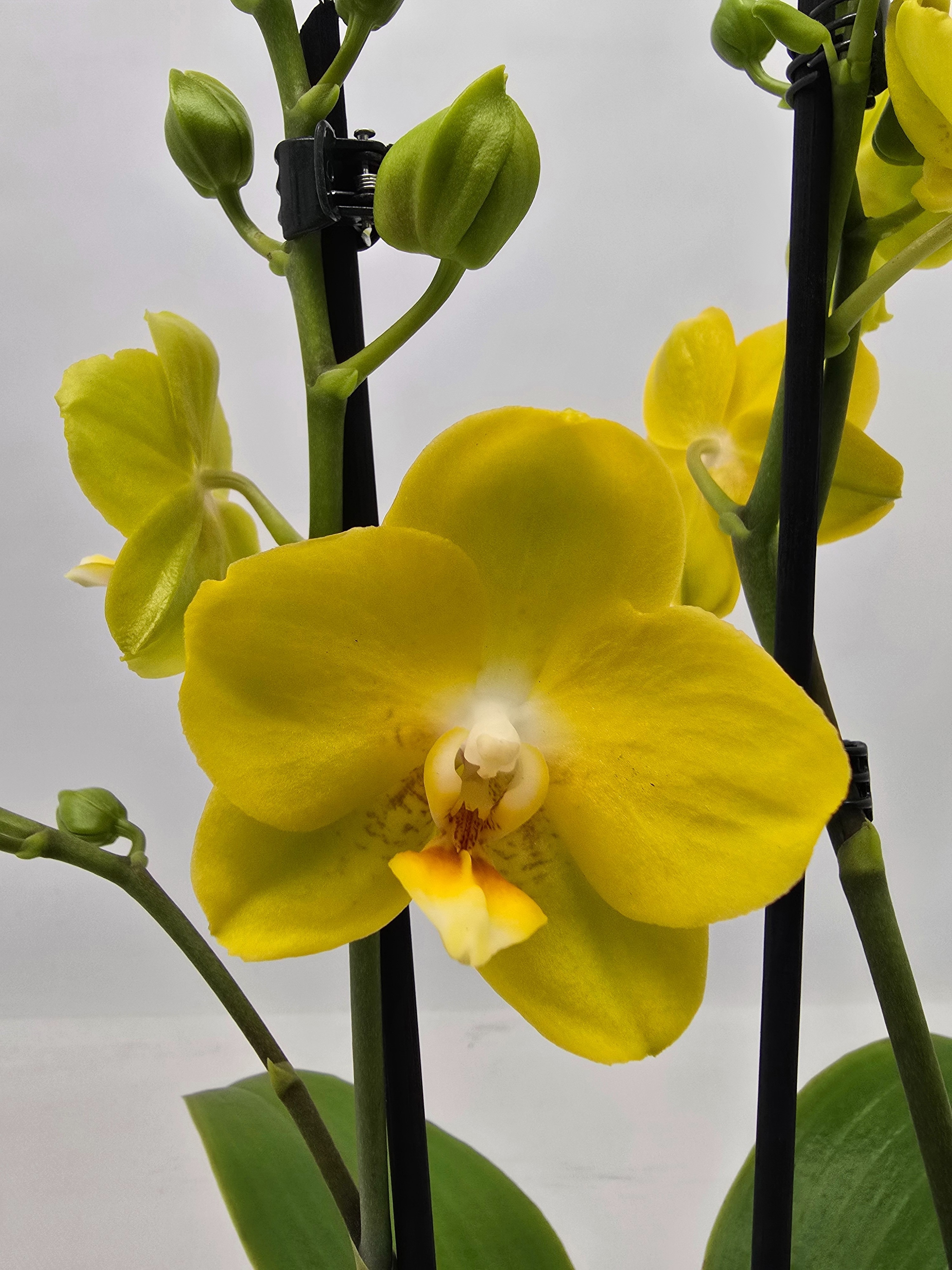 Limited 10 week 5, D 12