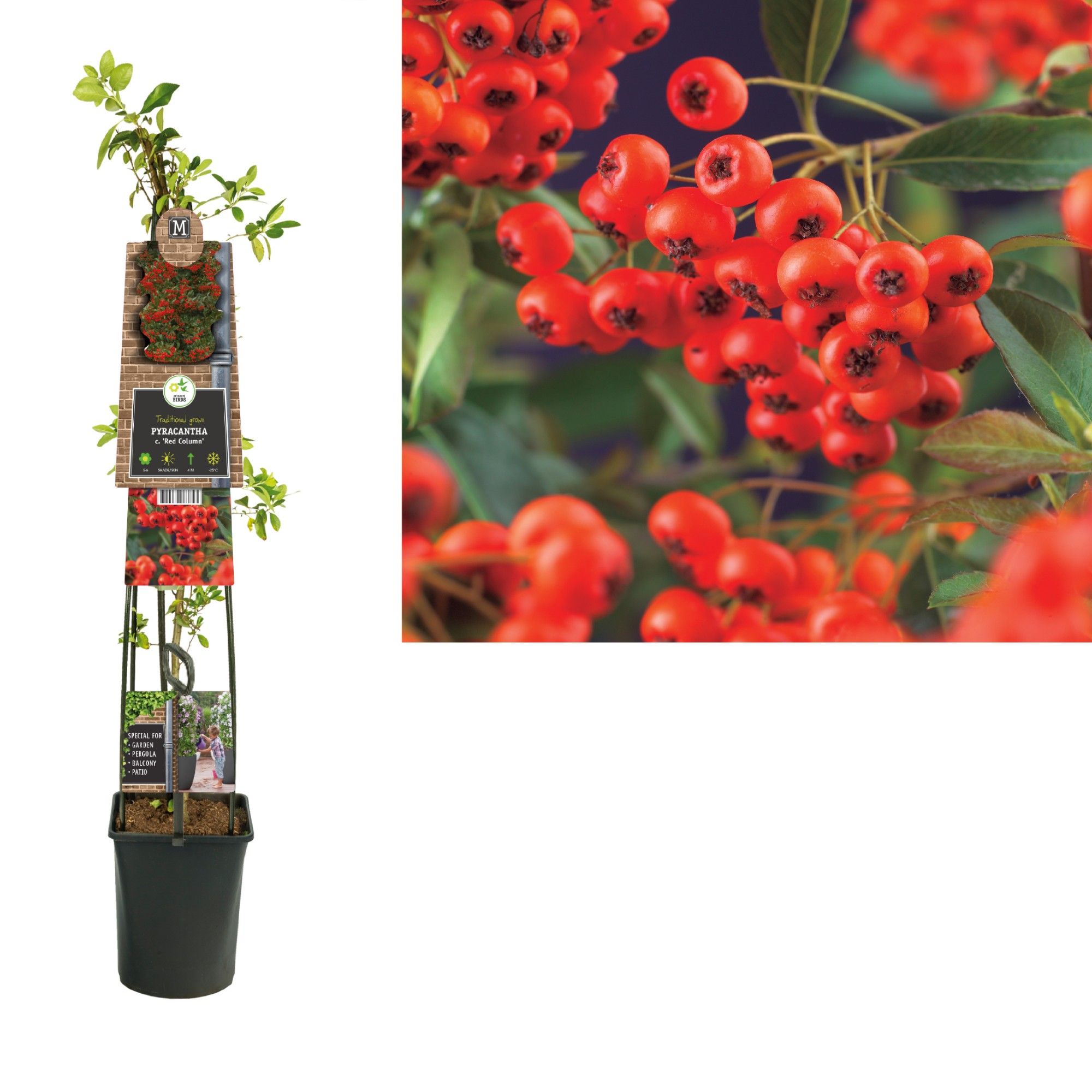 Pyracantha c. 'Red Column'+3.0 label, D 23
