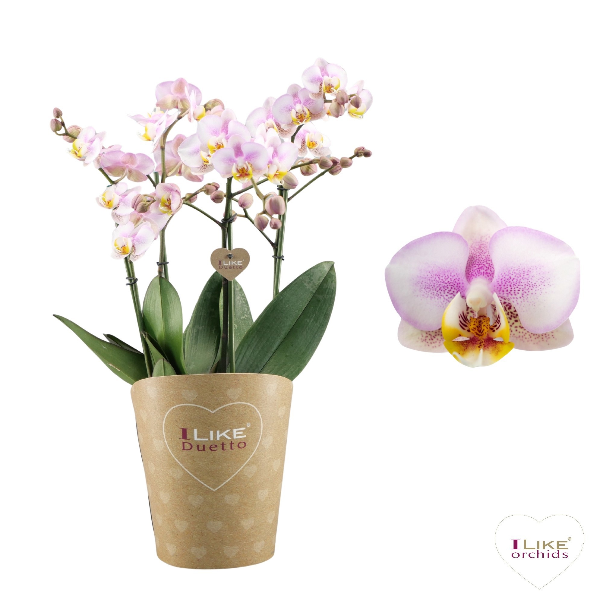 Duetto Multi - Carola 60+, D 17