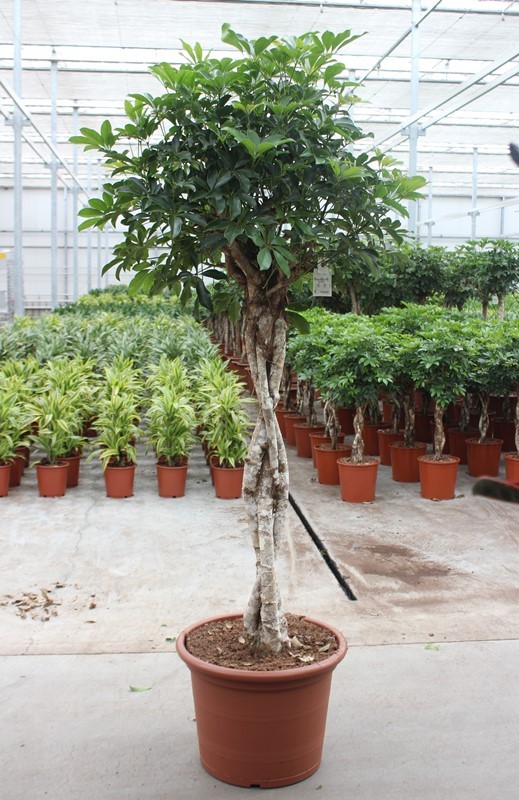 Schefflera arboricola 'Compacta', D 50 cm