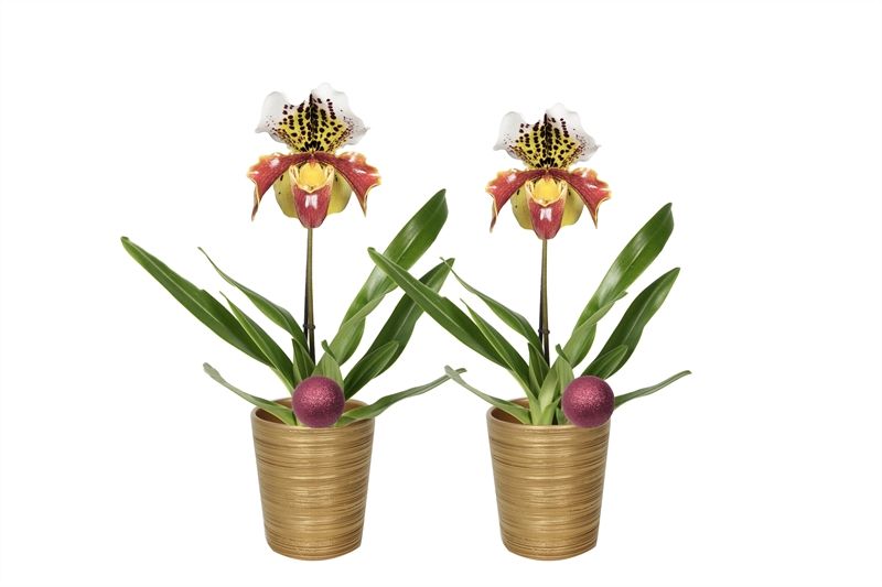 Scratched gold Paphiopedilum USA 1bl, D 12 cm