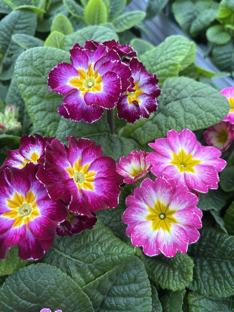 PRIMULA VERIS 'BICOLOR', D 11