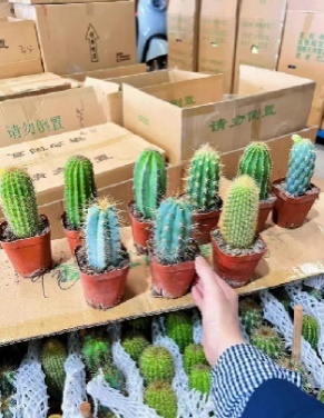 кактус Премиум Нине Колор Колумн Рандом Микс Пакагинг 7 14