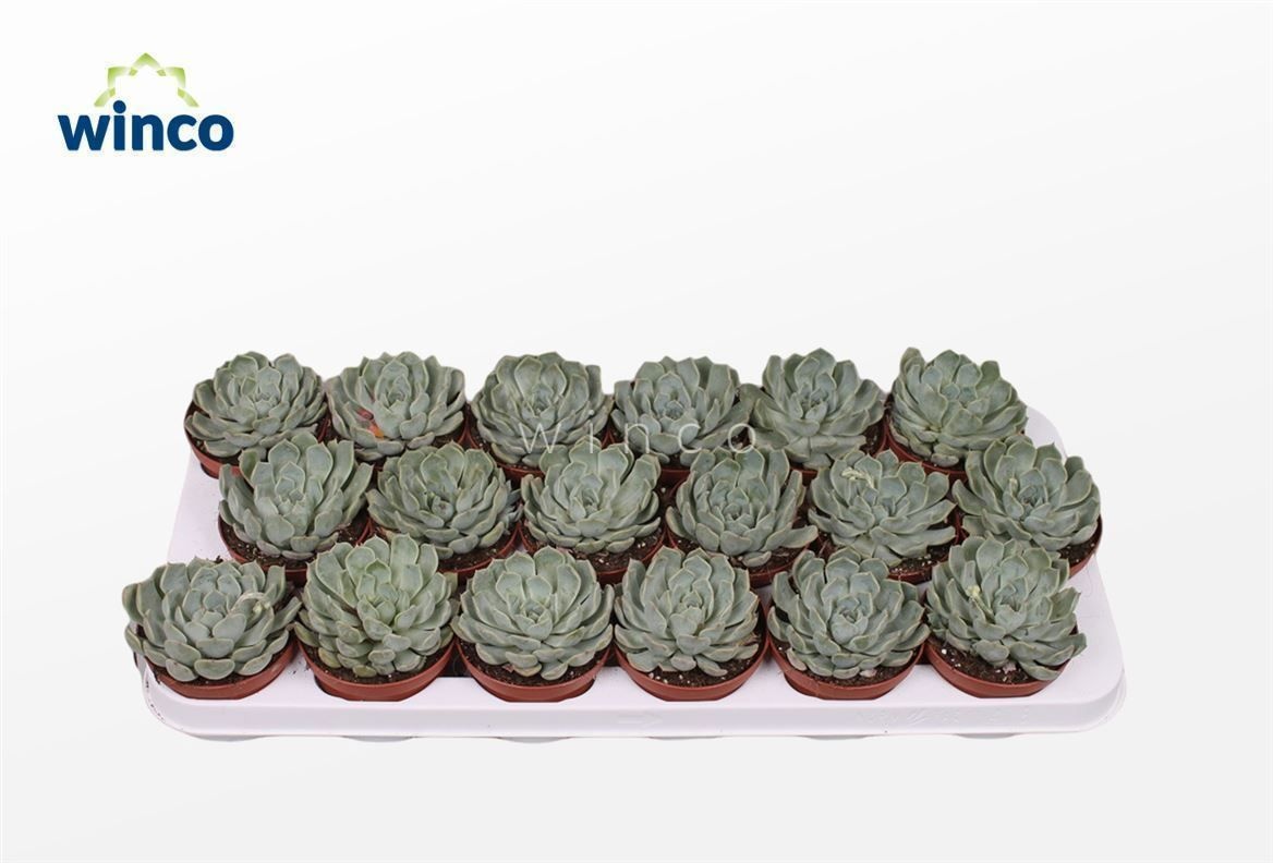 Echeveria Norma, D 8,5