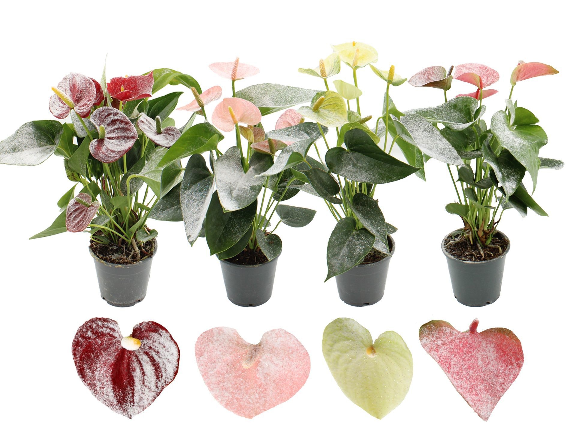 Anthurium 12 cm Make-Upz Snow 4 color mix in transparant sleeve, D 12