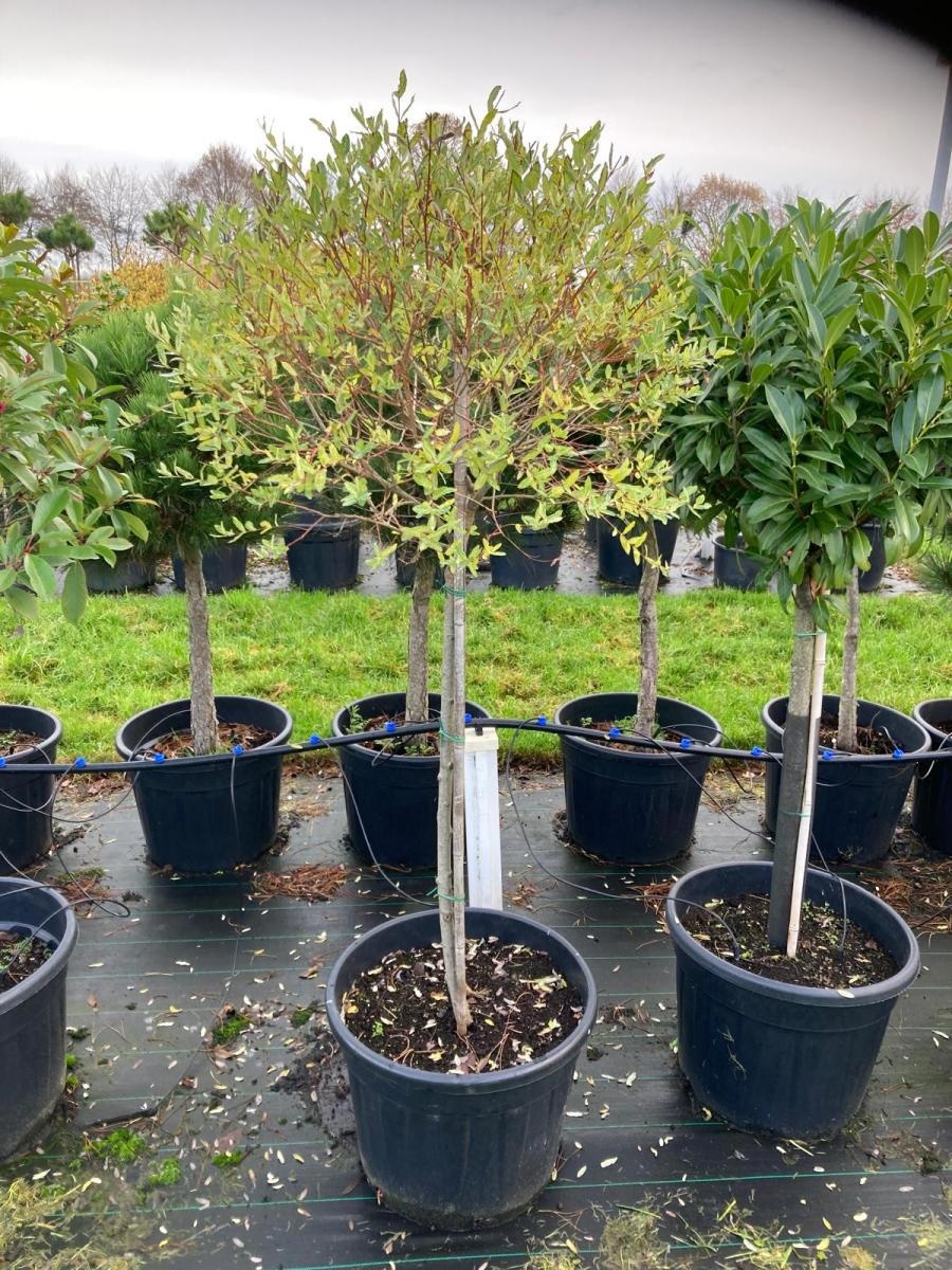 Salix integra 'Hakuro-nishiki', D 65