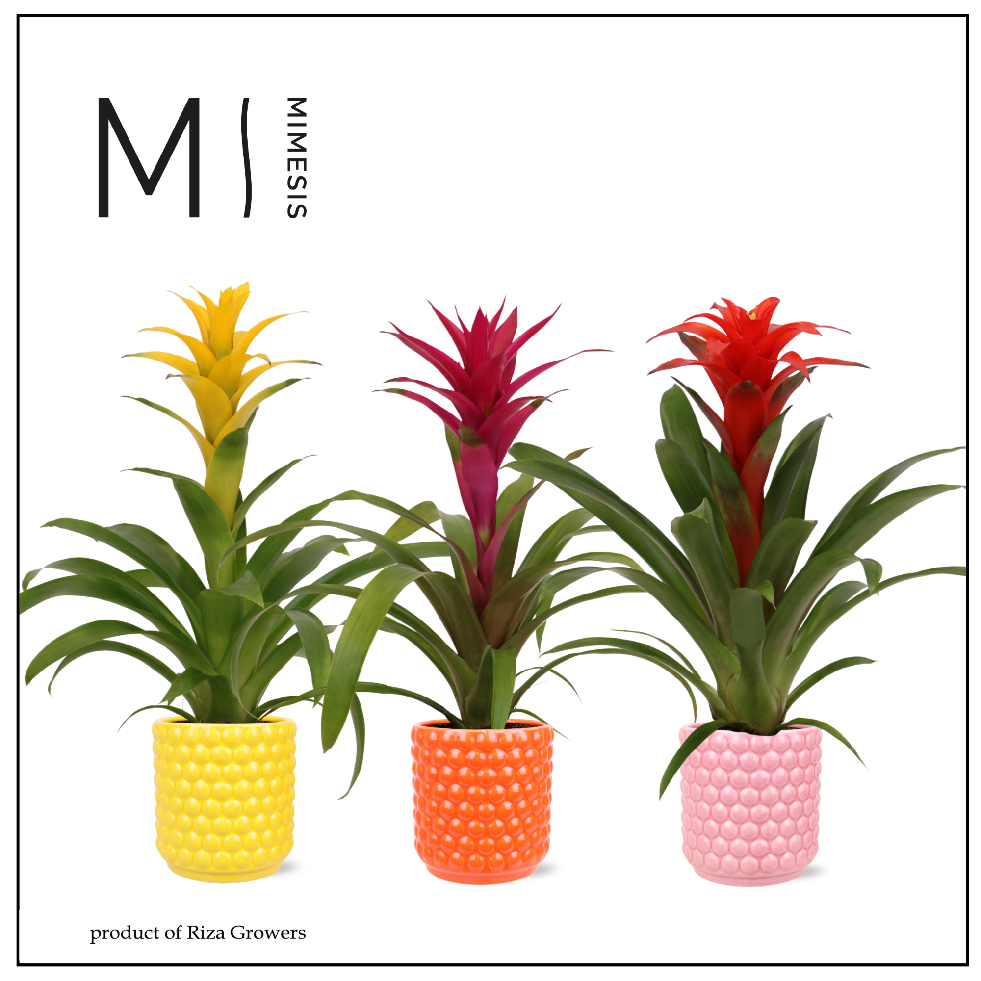 Guzmania Happy - 12cm in Siena | Mimesis, D 12