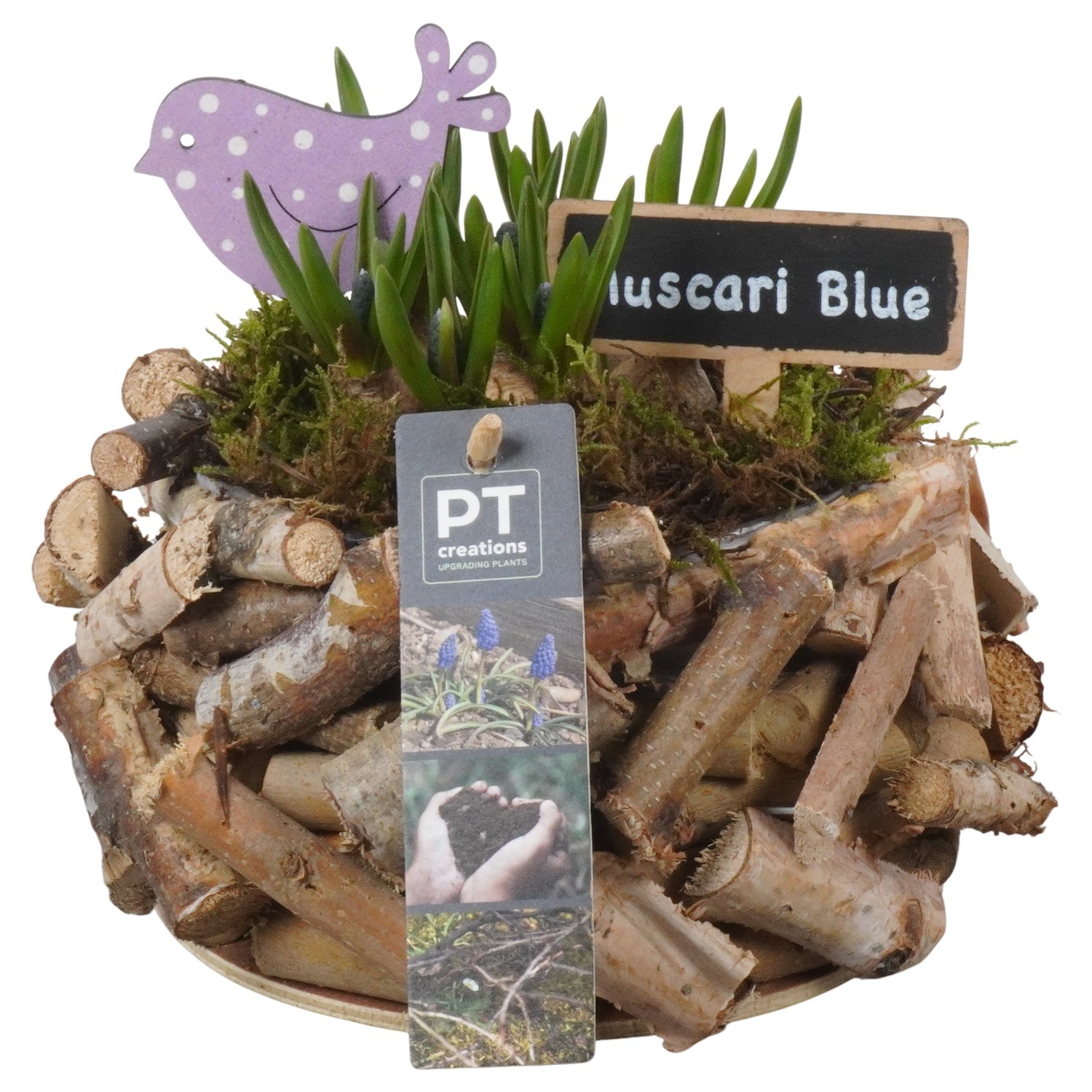 PTMB6279 Arrangement Muscari Blue in hout pot, D 20