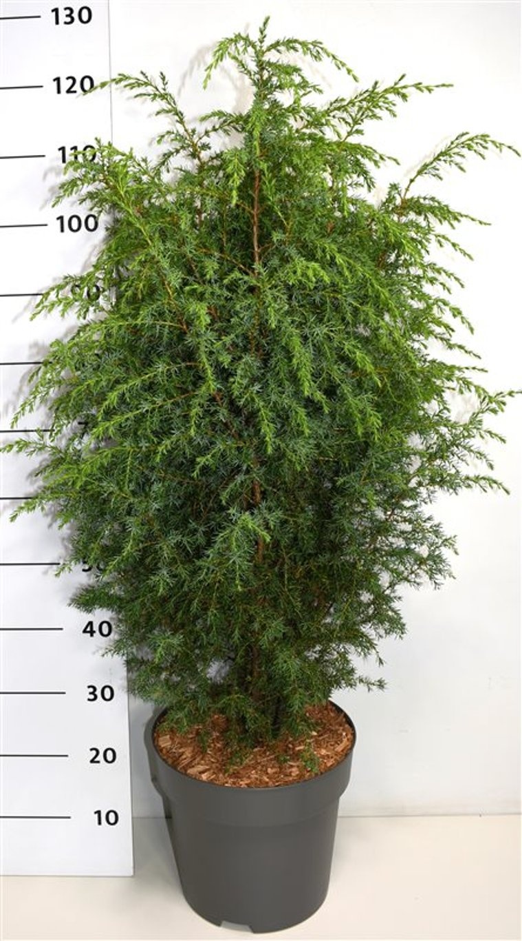 Juniperus comm. 'Suecica', D 32