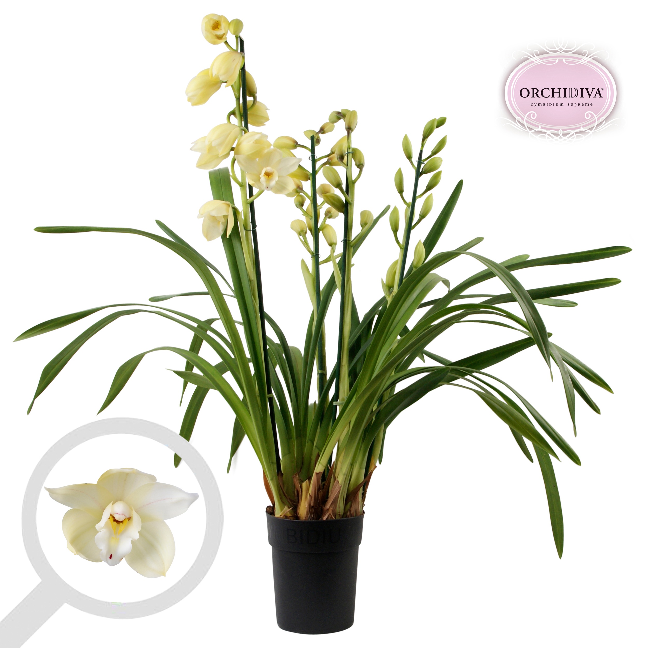 Cymbidium creme 3-4 tak, D 14