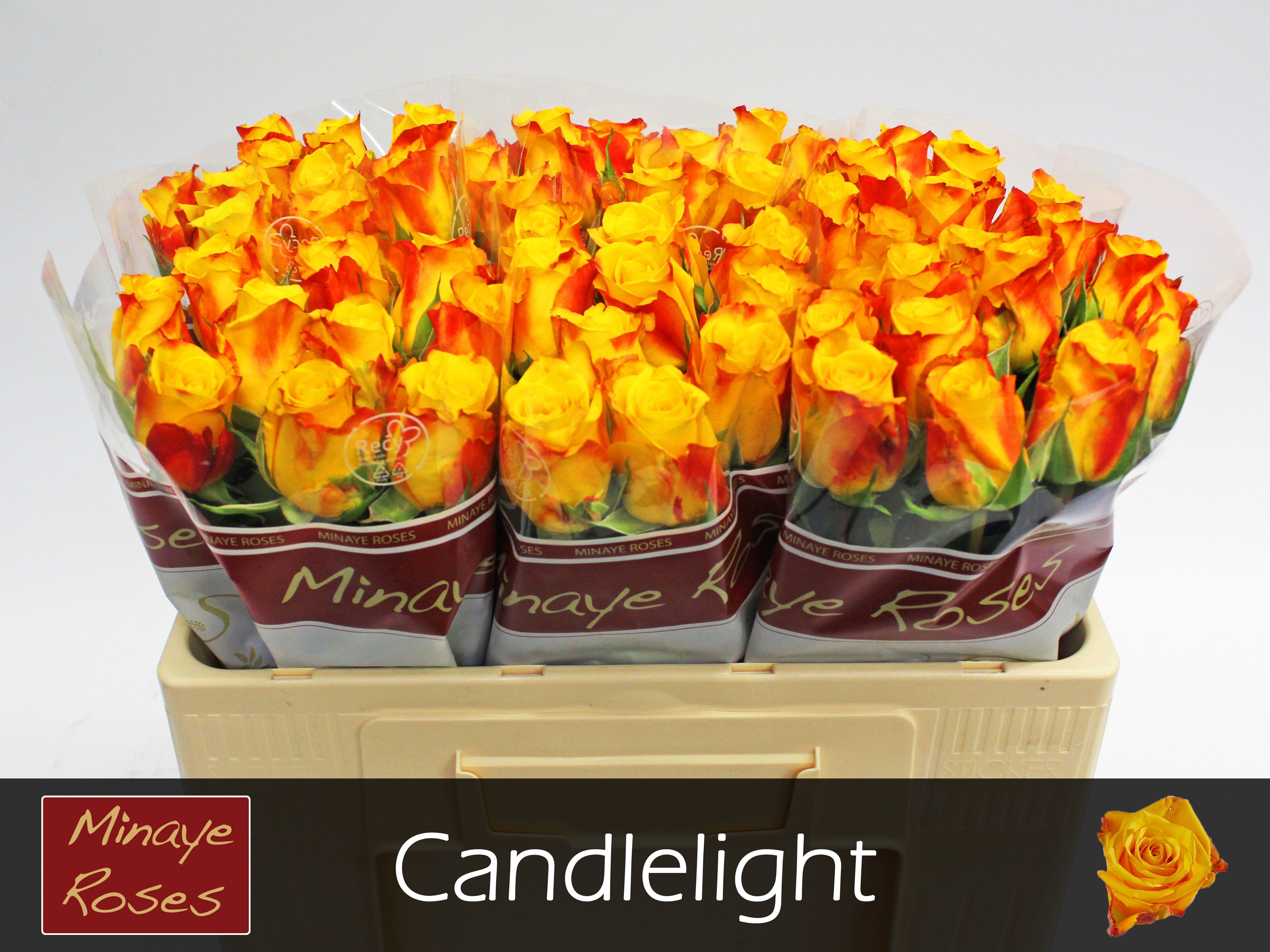 Роза од. Кэндллайт 50, шт.