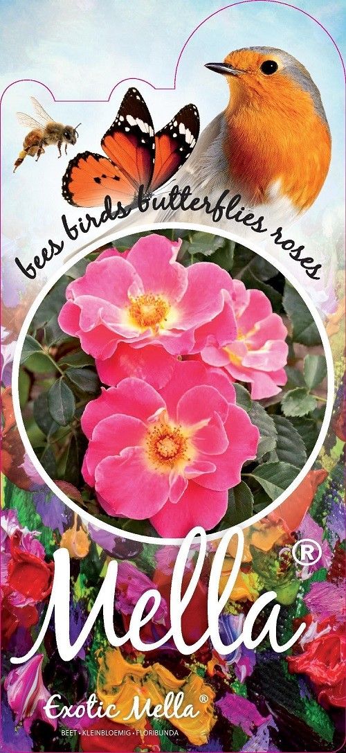 Rosa (H) Exotic™Mella® Stam 90, D 26