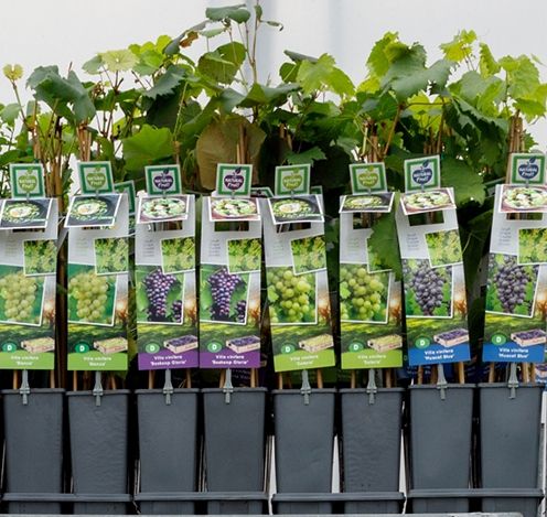 Mix VP2 - Vitis vinifera Mix 2 liter druif (CC of laag), D 11 cm