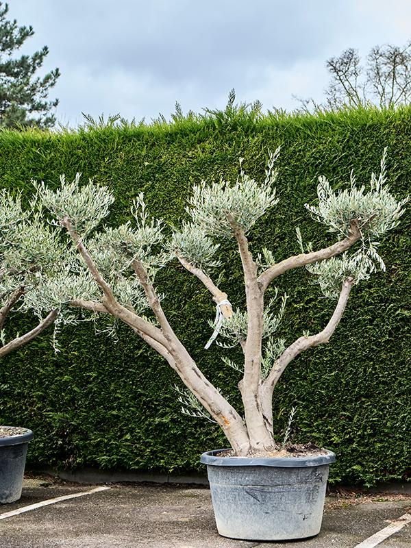 Olea europaea (180-240), D 75