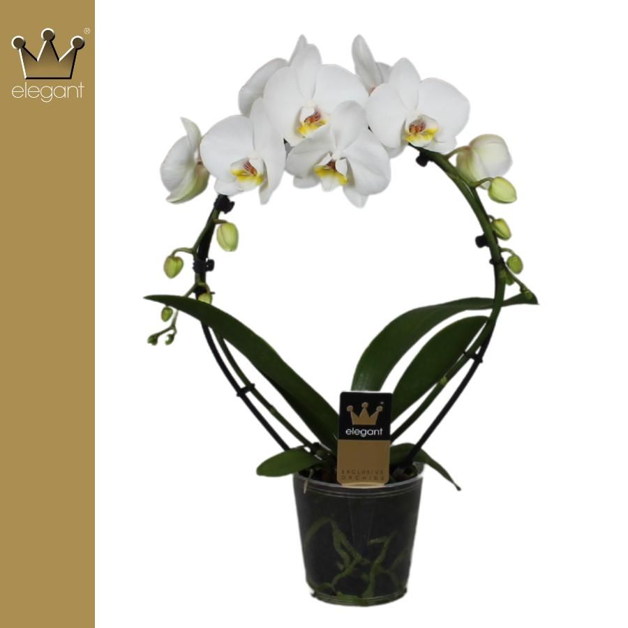 Phalaenopsis 2 tak, Spiegelboog Wit, D 12