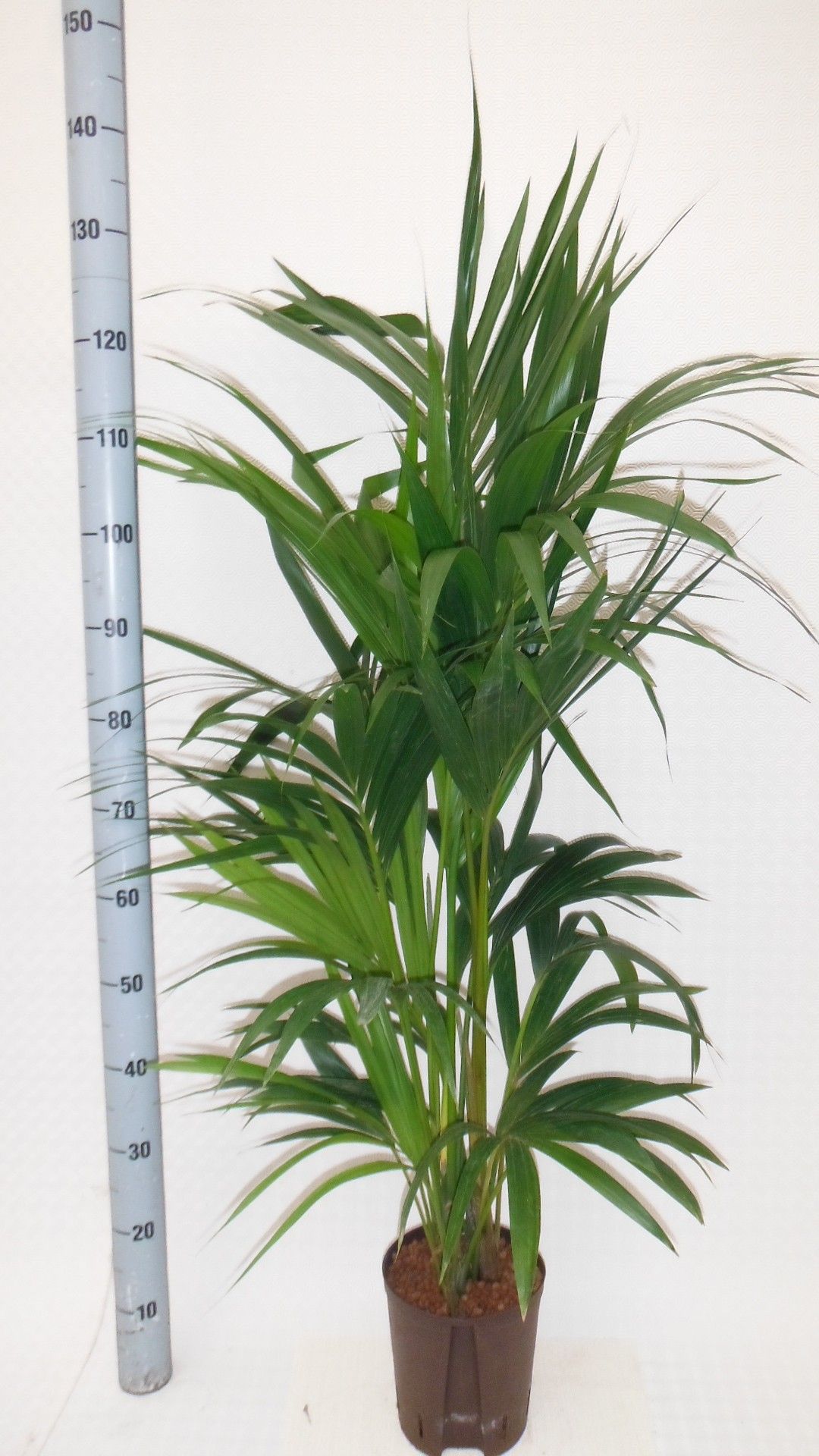 Howea hydro, D 18 cm