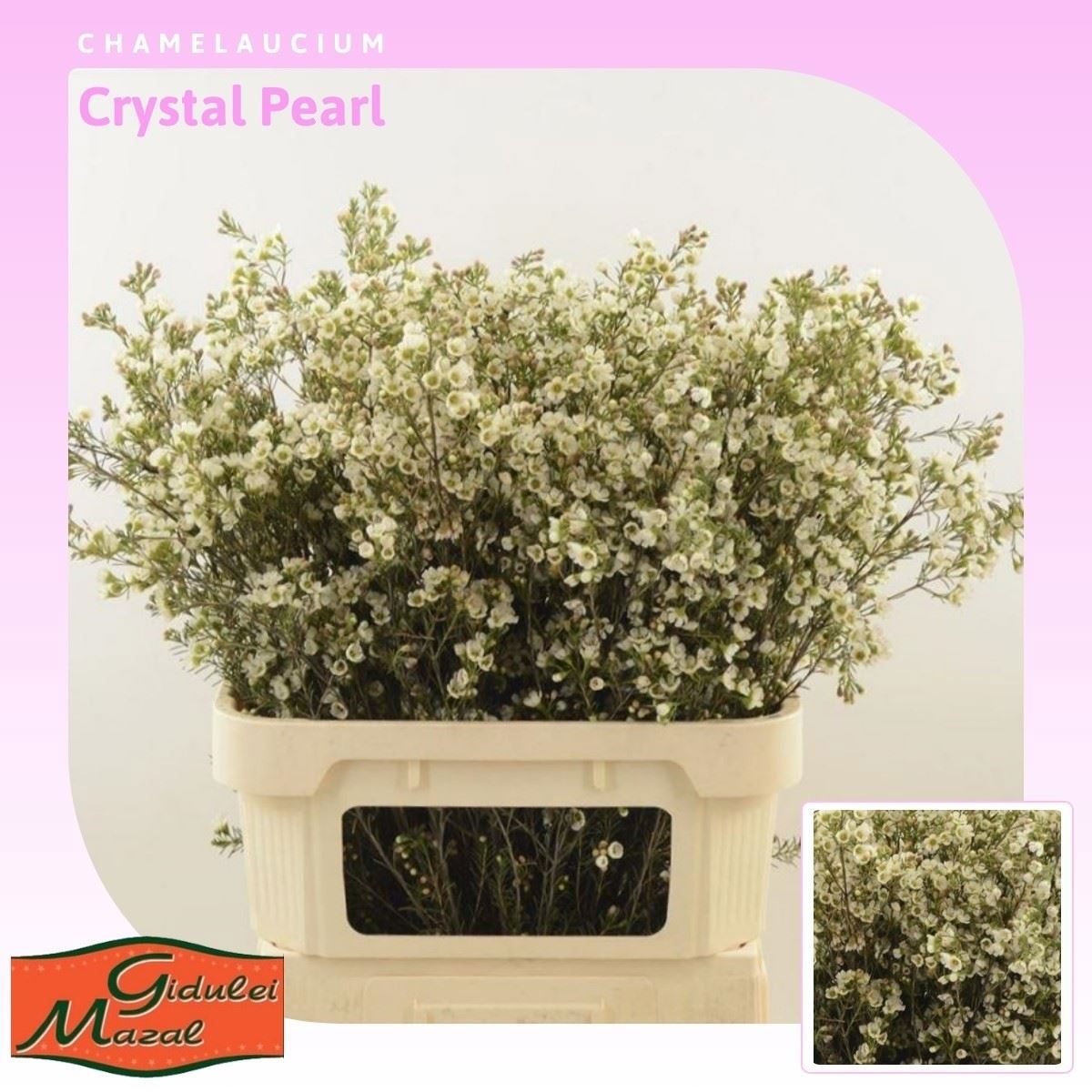 Шамелациум Кристал Перл 80, шт.