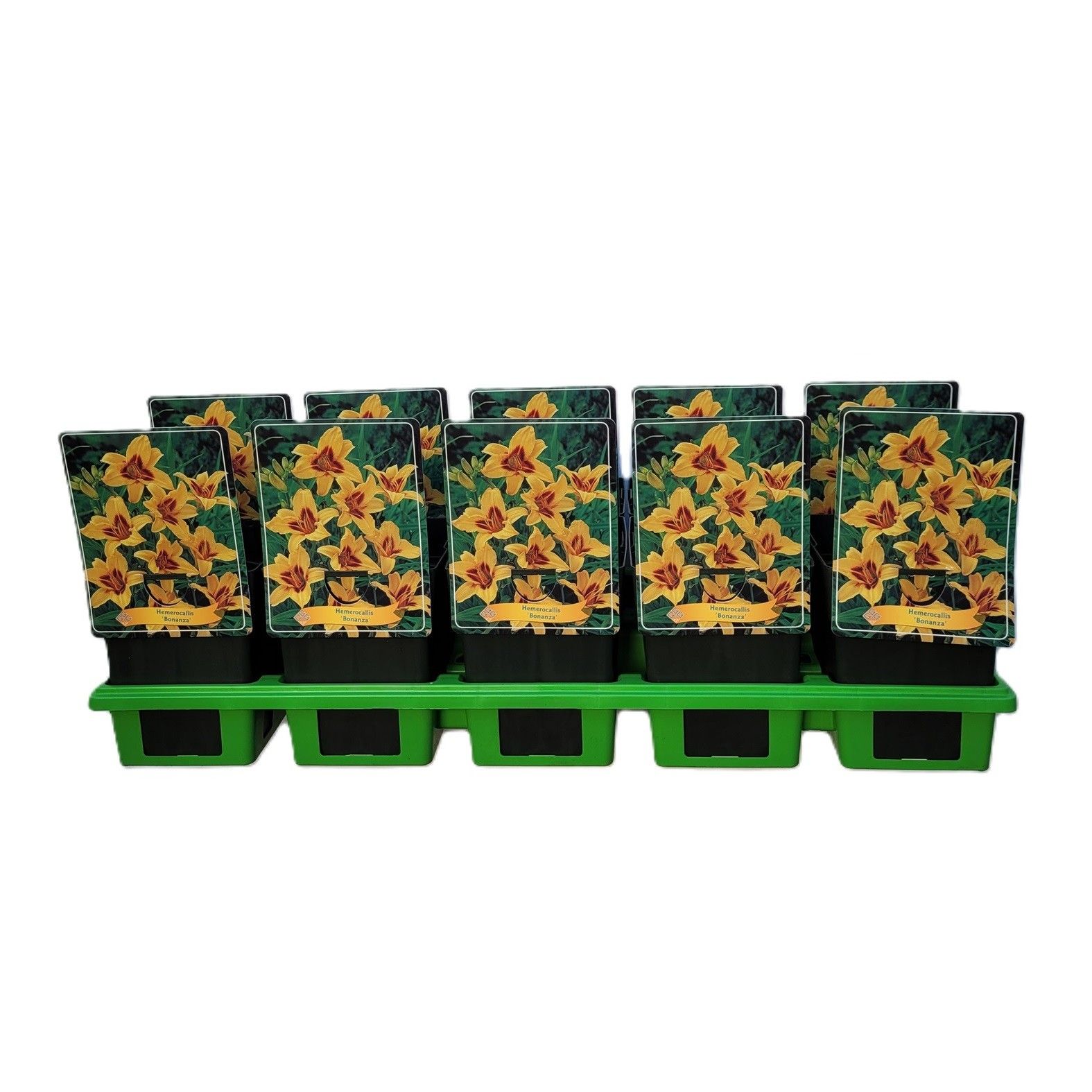 Hemerocallis 'Bonanza' P11, D 11