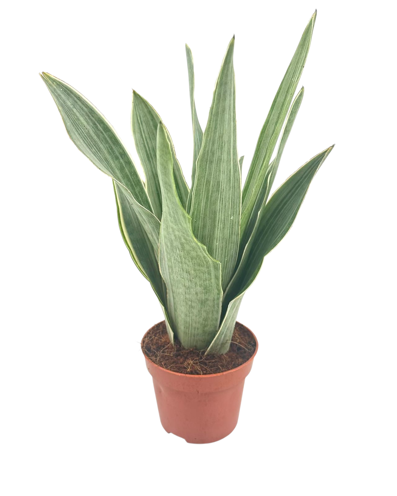 Sansevieria Metallica 12 cm, D 12