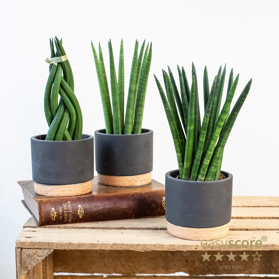 SANSEVIERIA MIX 30923101 Woodbase Liquise, D 10