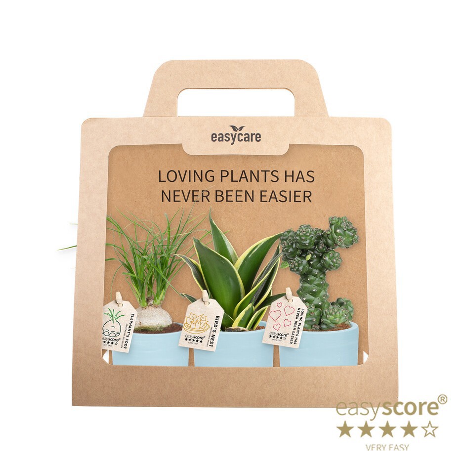 GREEN MIX 40690122 WB Blue 3-pack, D 7 cm