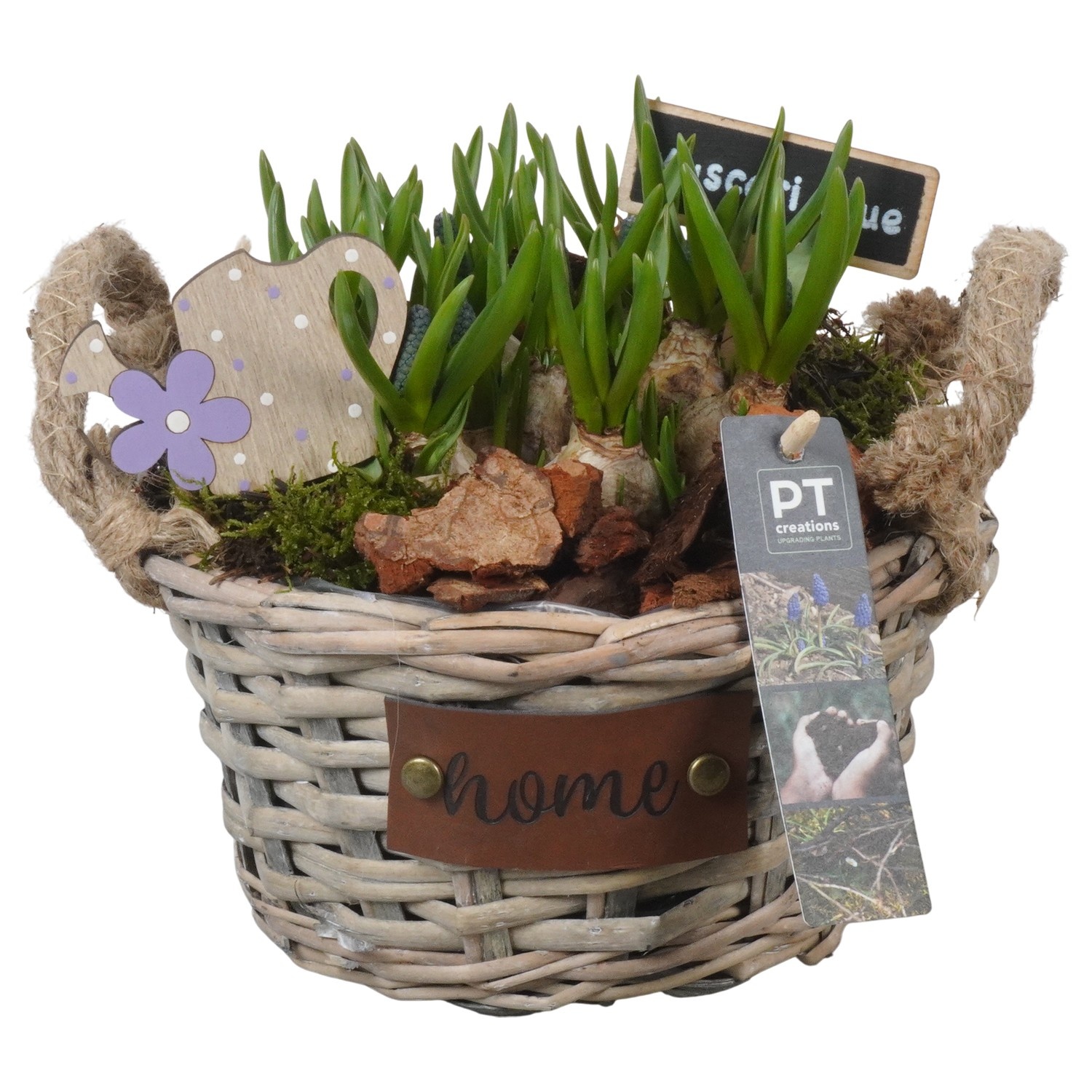 PTMB6236 Arrangement Muscari Blue in riet mand, D 19