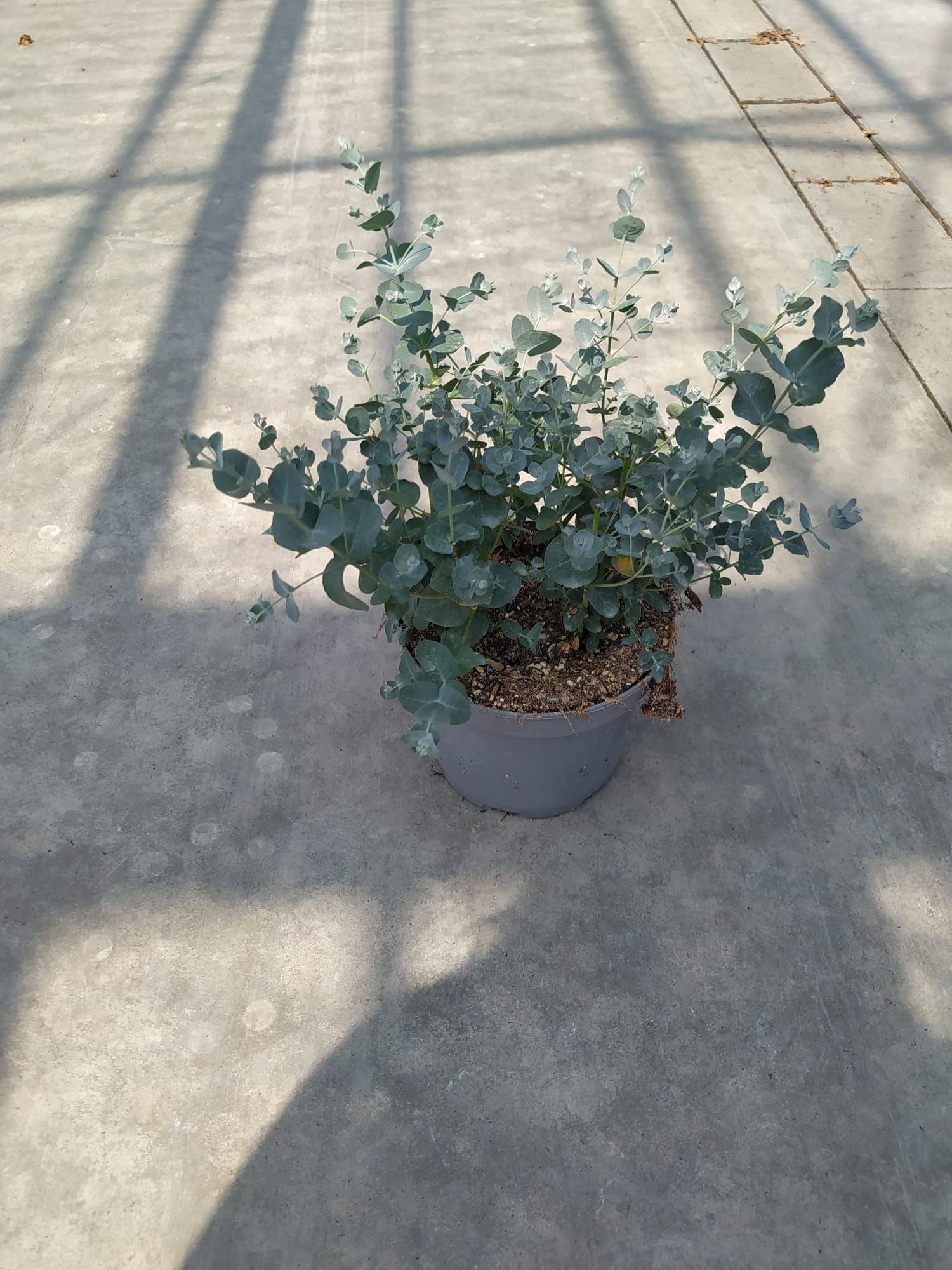 Eucalyptus gunnii, D 17