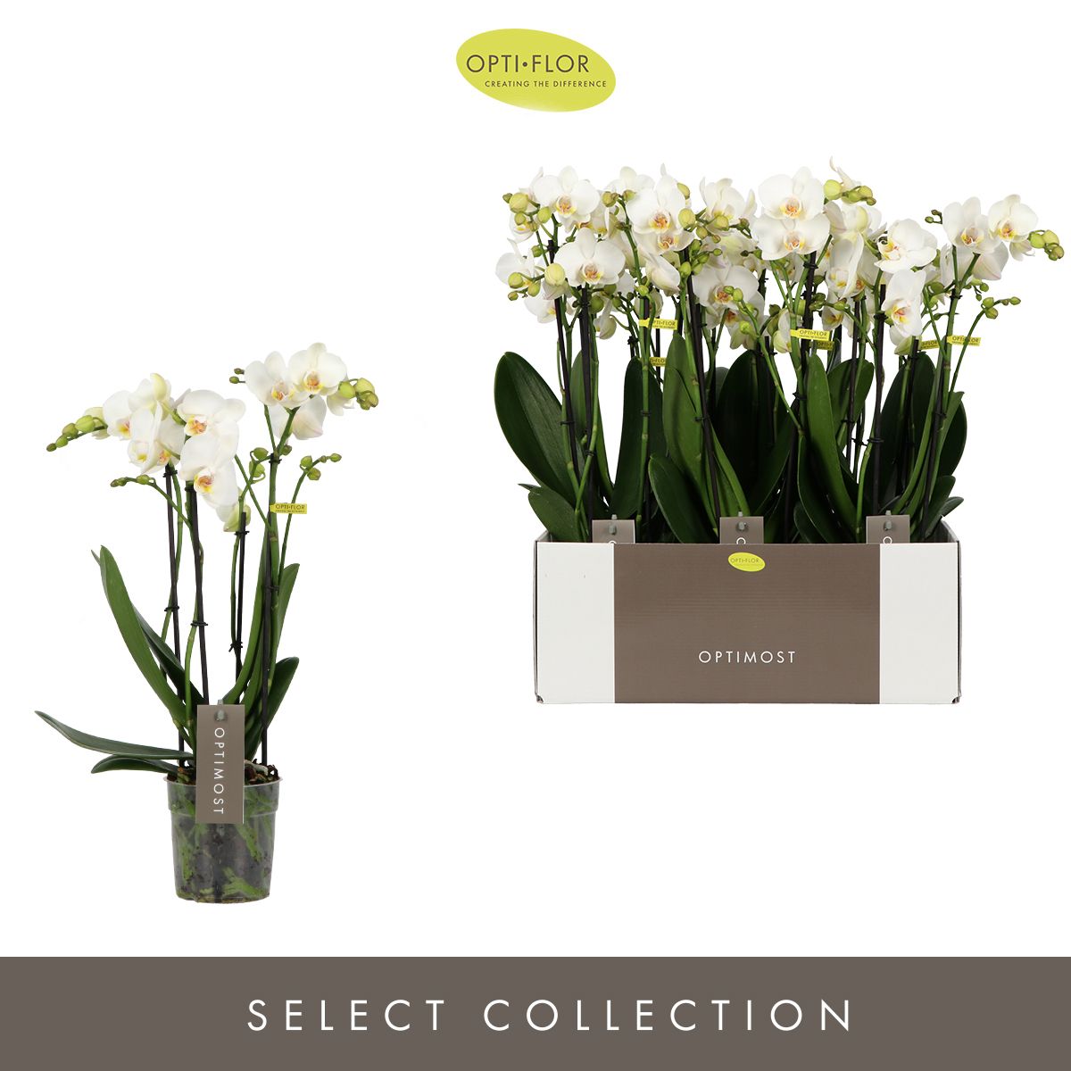 Optimost Helios 4 spike, D 12 cm