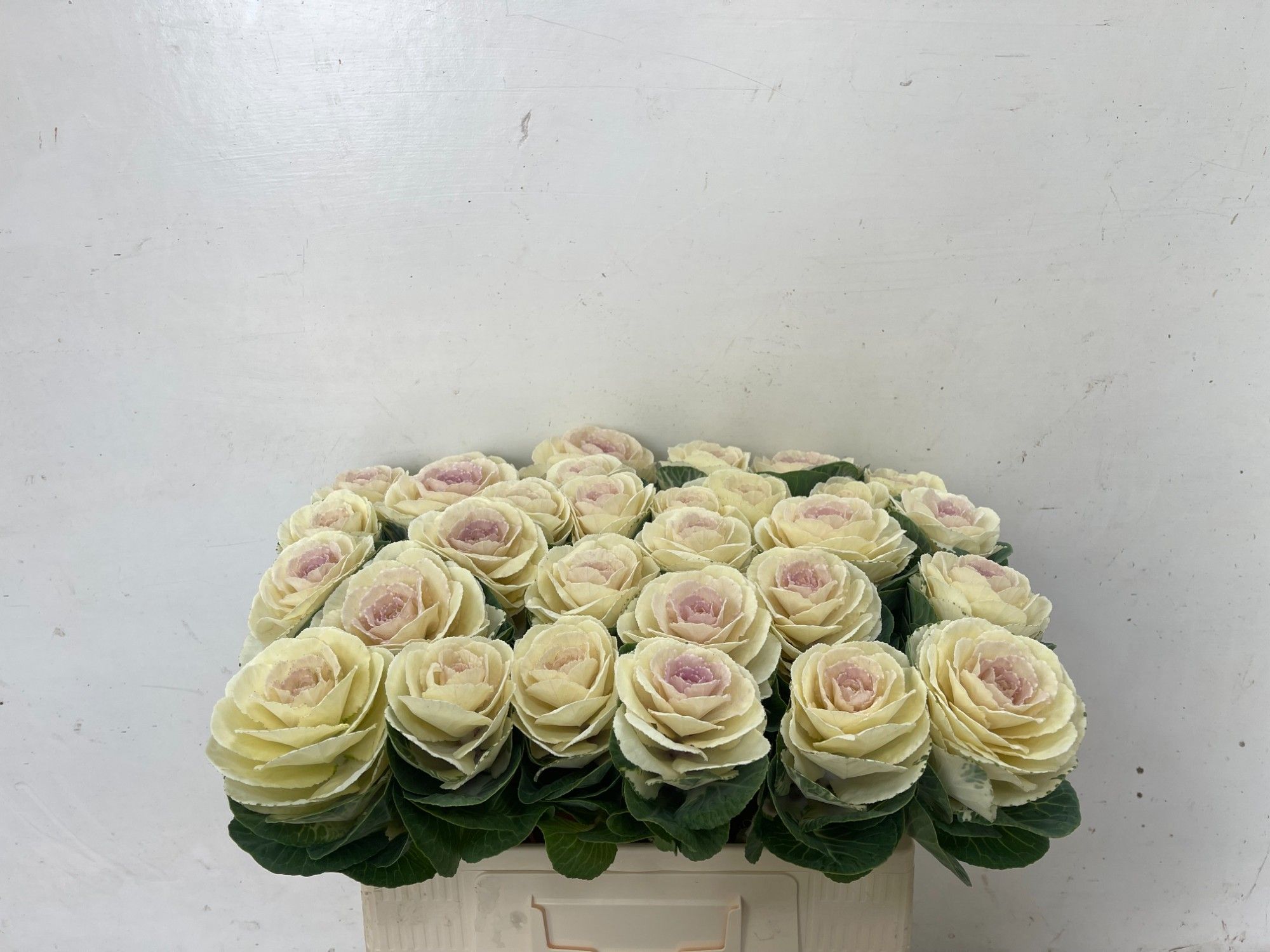 Брассика Вайт Крэйн 60, шт.