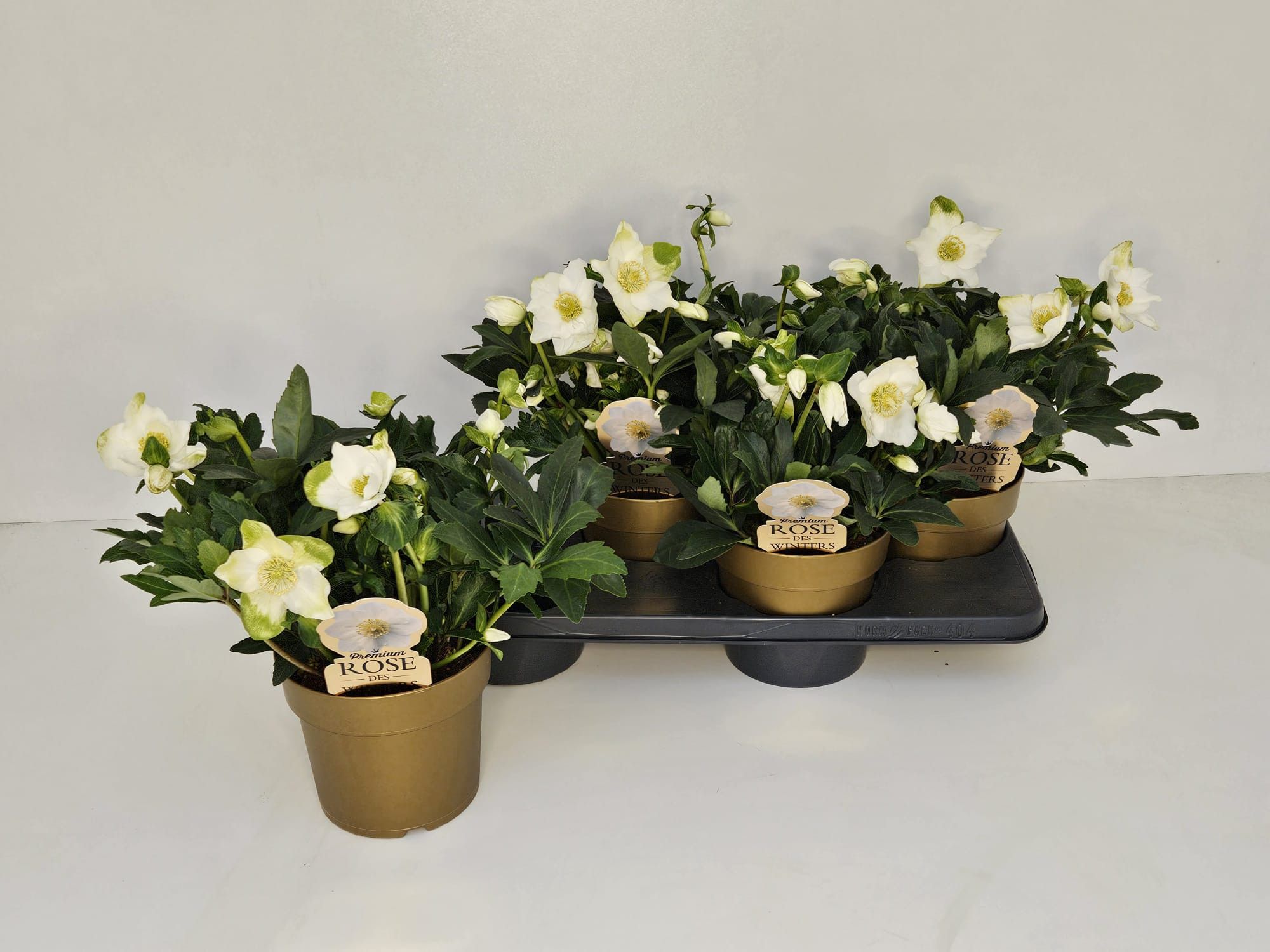 Helleborus Jasper Premium T17 Goldtopf, D 17 cm Helleborus Jasper Premium T17 Goldtopf, D 17 cm