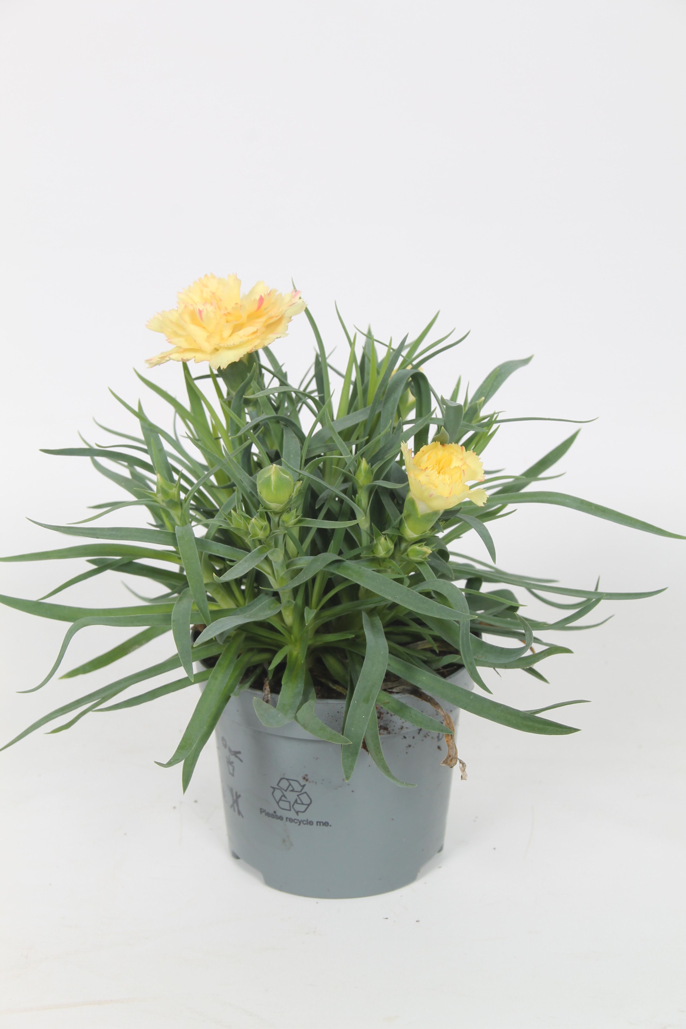 Dianthus Elvia p9, D 9
