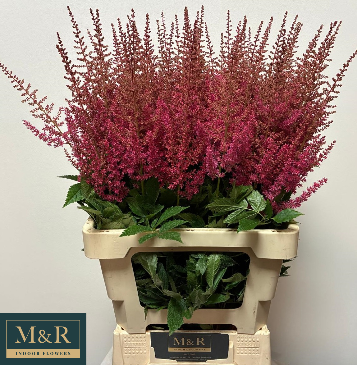 Астильба Эльза Шлюк 70, шт.