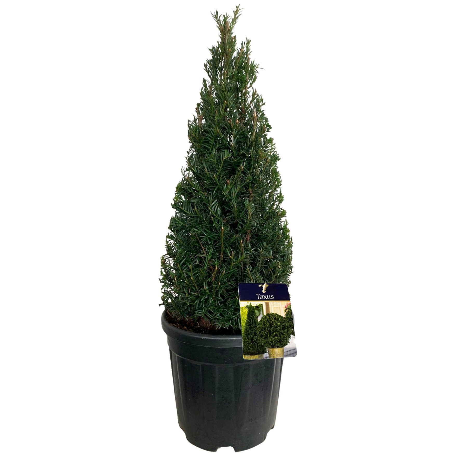 Taxus bacc. Pyramide 50-60 cm c7.5/p26, D 26