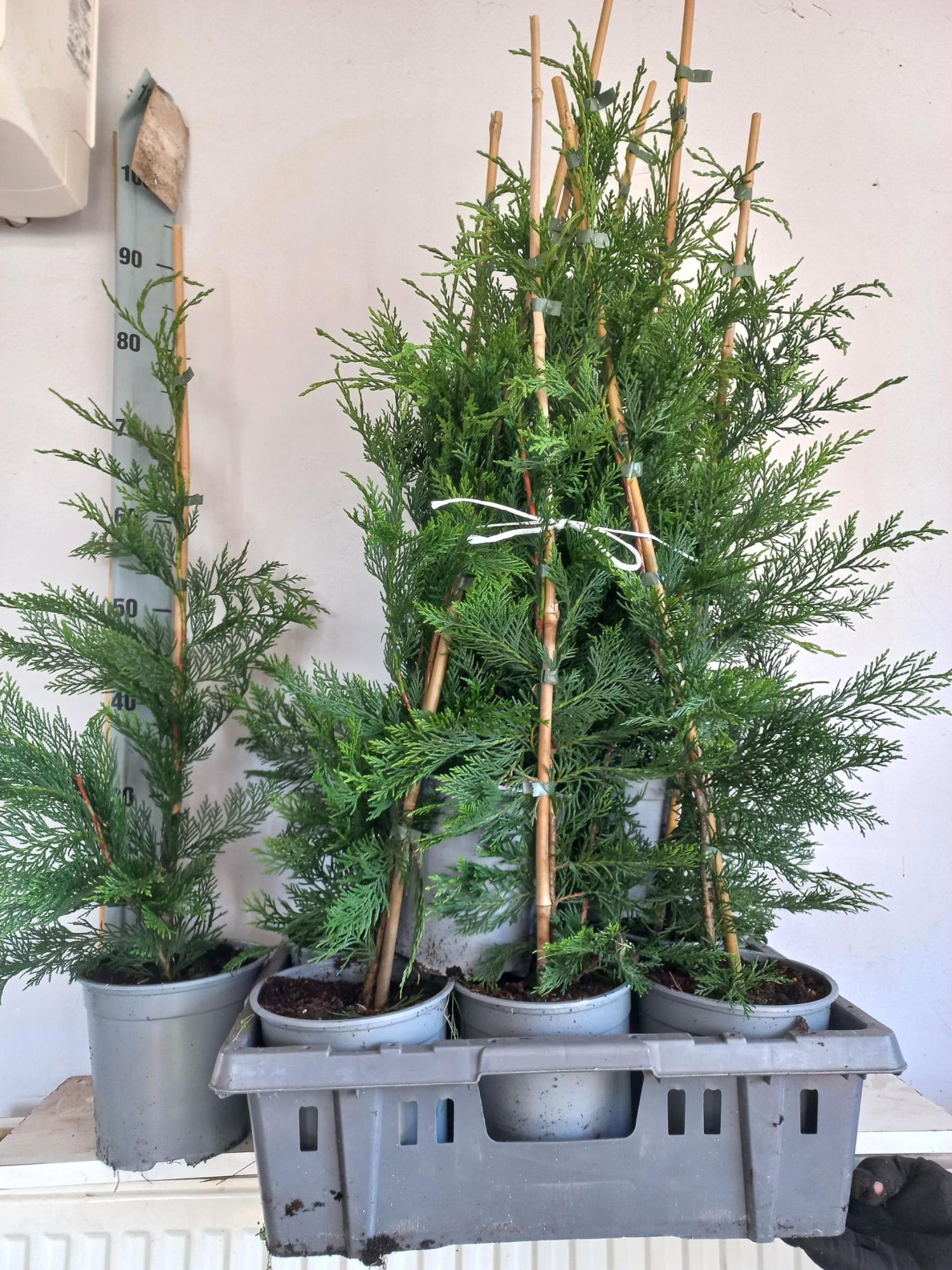 Cupressocyparis leylandii, D 17