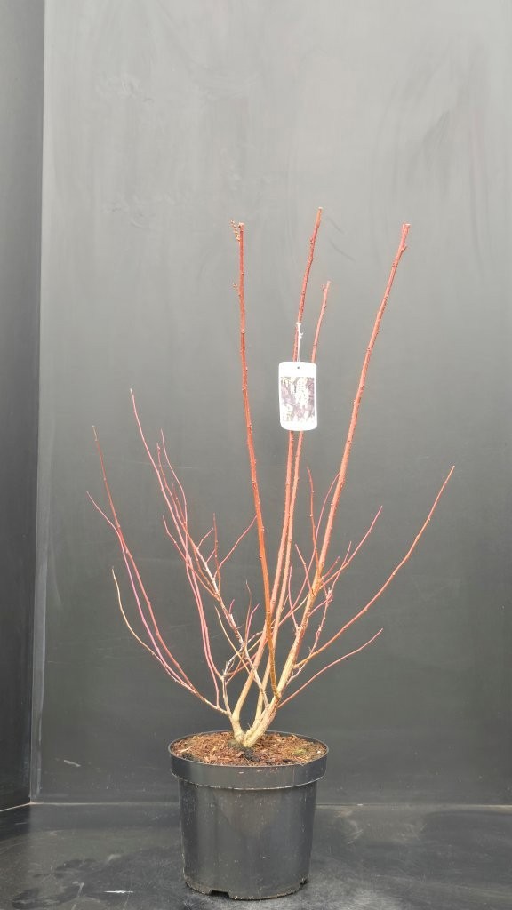Stachyurus praecox, D 26