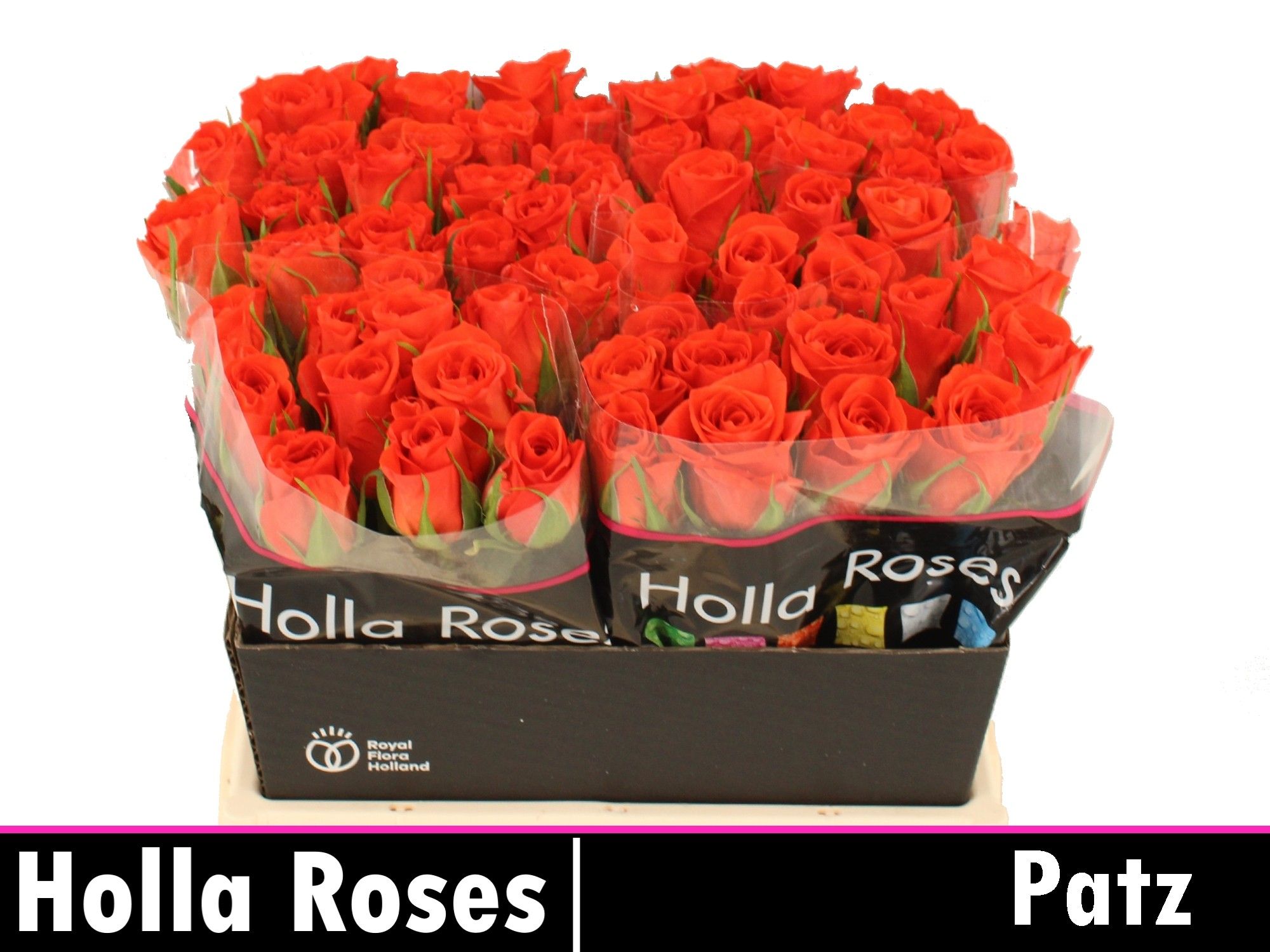 Роза од. Патц 40, шт.